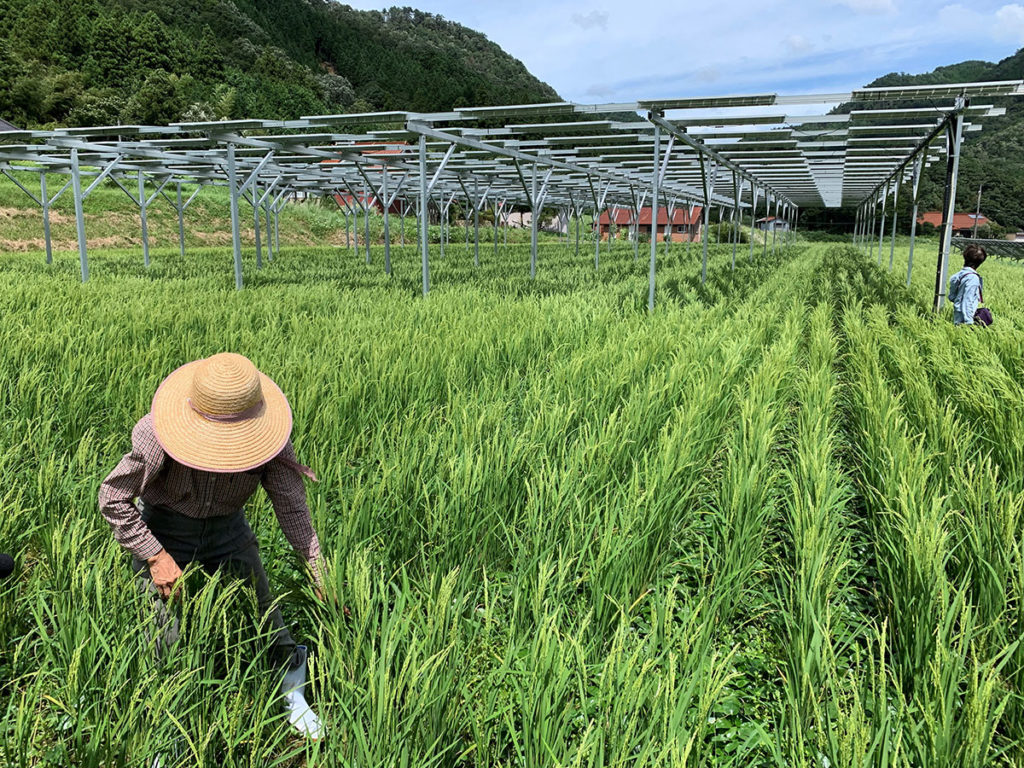 Agrophotovoltaik über Reis in Japan (Bild: Institute for Sustainable Energy Policies ISEP)